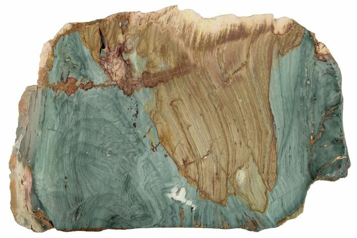 Gary Green Jasper (Larsonite) Bog Wood Slab - Oregon #263423